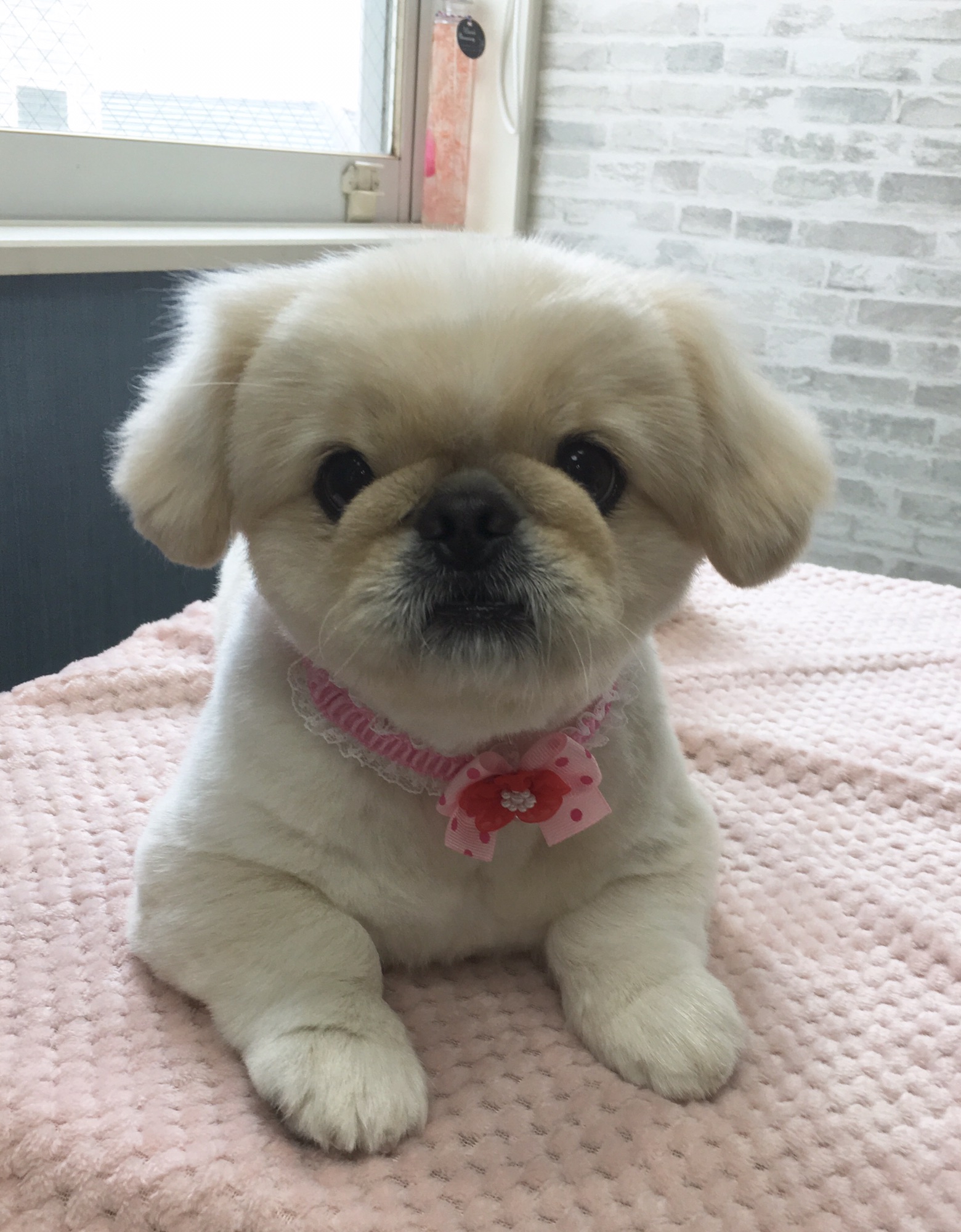 🌼本日のお客様 ロンちゃん🌼